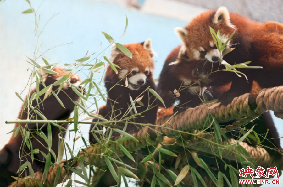 18只小熊貓正在進食。