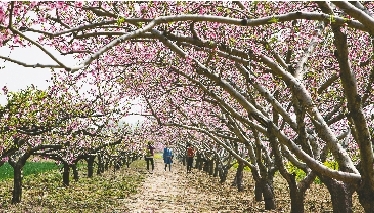 　郊外花海惹人醉。
