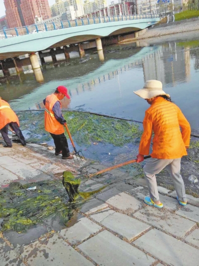 每天出動六十人次進(jìn)行打撈，也難以遏制綠藻蔓延。
