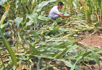 甕峪村一莊稼地，被野豬糟蹋的玉米。