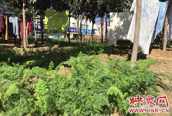 西四環(huán)中原路交叉口，大片生態(tài)廊道被毀，變成私家菜園。