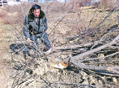 問周邊的人，都說白天沒見有人推樹，可能是夜里被鏟車推的