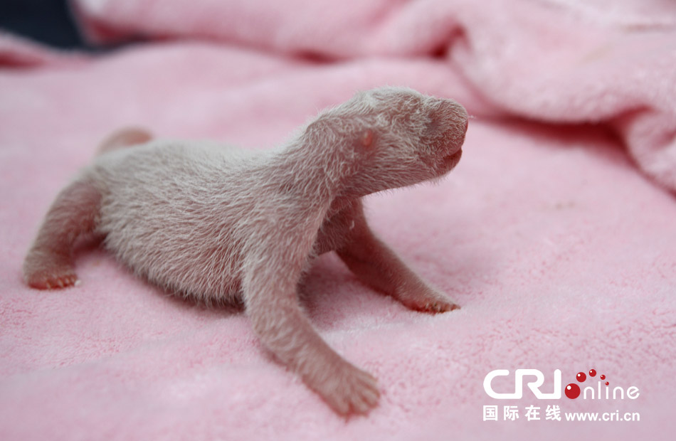 2013年7月11日，成都大熊貓繁育研究基地月亮產(chǎn)房，新生大熊貓寶寶在育嬰箱里憨態(tài)可掬。