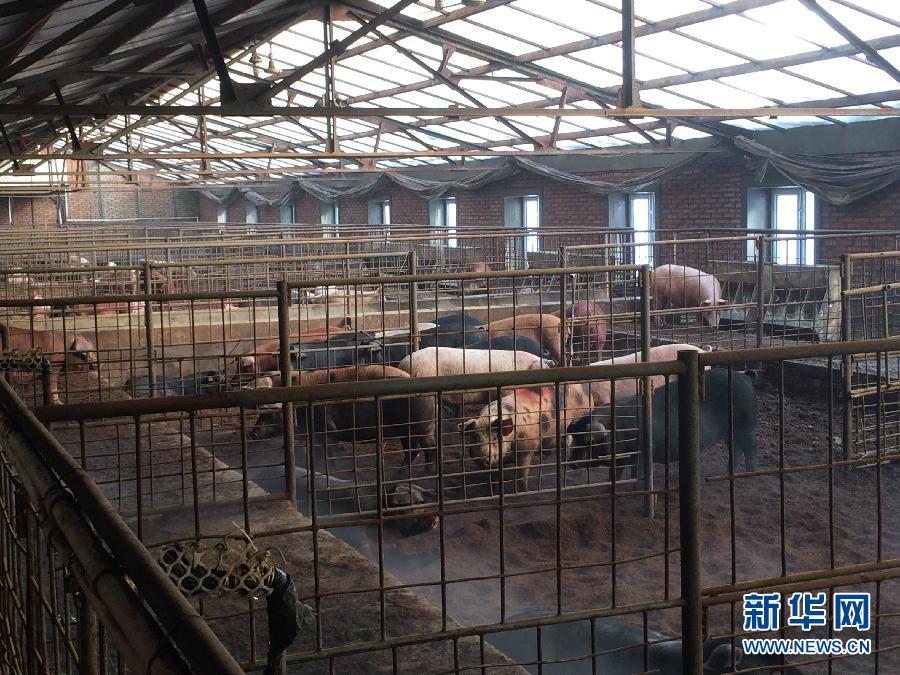穗豐園里的豬舍（2013年12月8日攝）。新華社記者 程子龍 攝