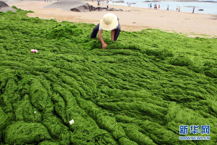 6月10日，山東日照市萬平口景區(qū)管理部門組織工作人員在清理海灘上的滸苔。