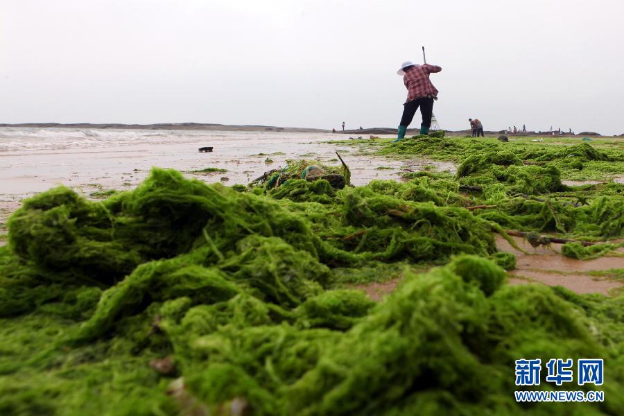 6月10日，山東日照市萬平口景區(qū)管理部門組織工作人員在清理海灘上的滸苔。