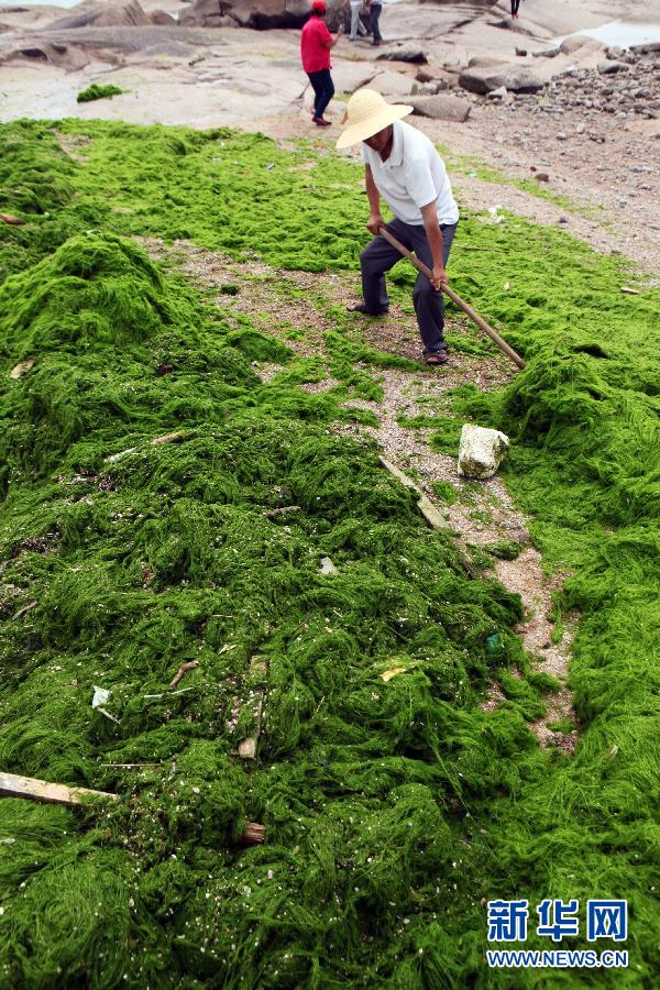 6月10日，山東日照市萬平口景區(qū)管理部門組織工作人員在清理海灘上的滸苔。