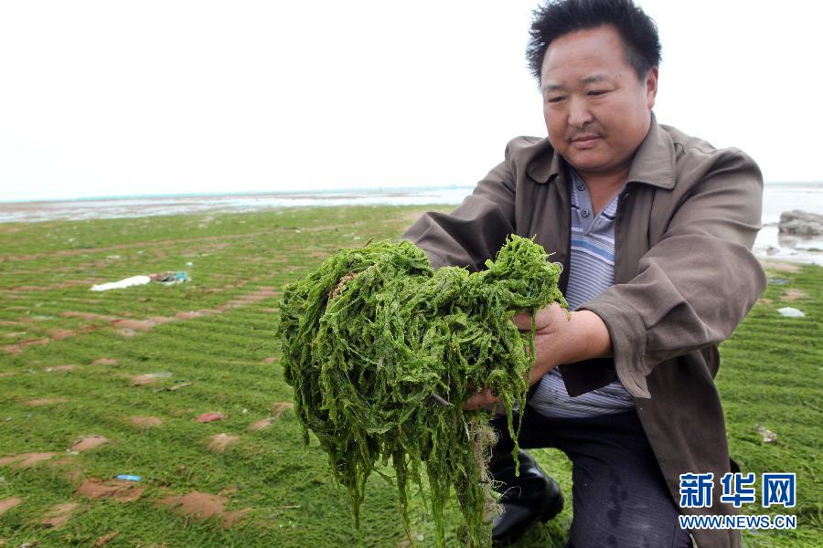 6月10日，在江蘇省連云港市贛榆縣海州灣旅游度假區(qū)，一名漁民在展示清理的滸苔。