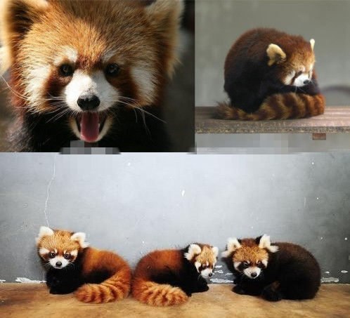 網(wǎng)友猜測三只小浣熊寓意歐弟老婆懷孕。