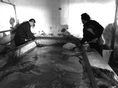 “黑作坊”的豆芽在臟亂不堪的水泥池中清洗。