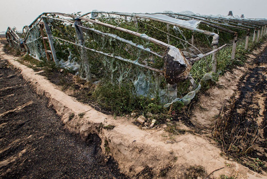 內(nèi)黃縣梁莊鎮(zhèn)南前桐村被燒壞的蔬菜大棚。