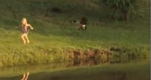 圖二：小女孩遭鵝襲擊向父親求救，但他不但沒有伸出援手，反而狂笑不止。