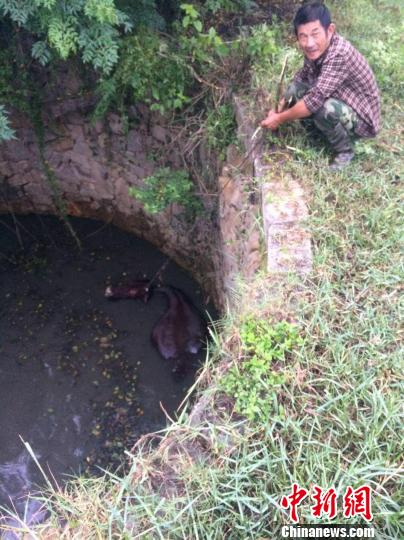 圖為大水牛掉進(jìn)13米深坑，民警消防灌水施救。