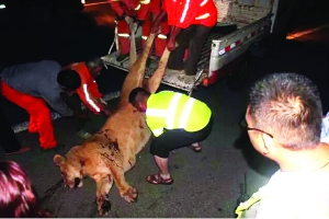 這頭母獅體態(tài)彪悍，重達400斤左右 網(wǎng)絡圖片　