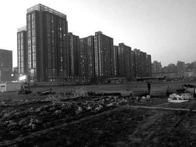 荒地上除堆放一些雜物外，還被附近居民種上了一片大白菜。