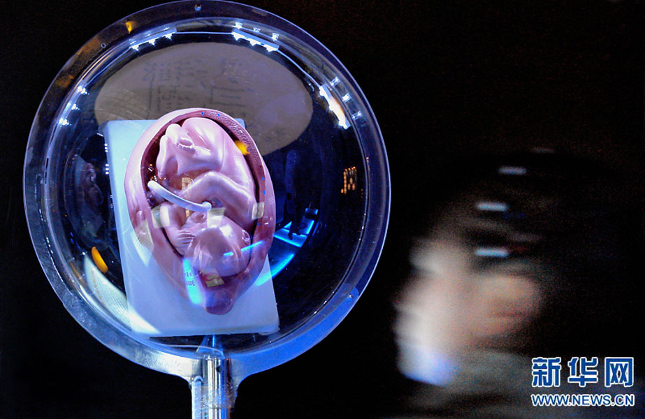 一名小學(xué)生在鄭州科技館內(nèi)參觀介紹遺傳、生育等知識(shí)的“奇幻生命之旅”展覽（2007年2月18日攝）。