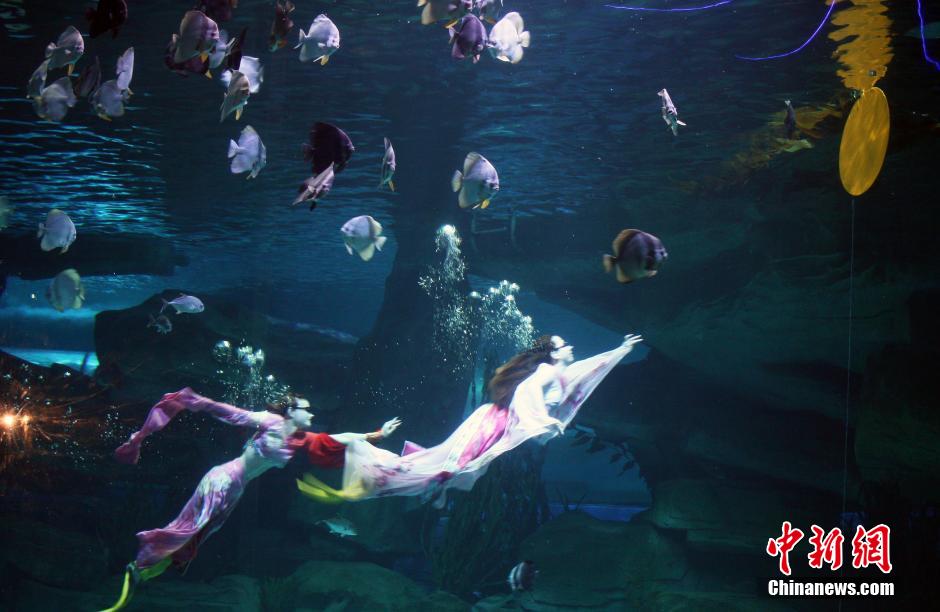 9月7日，在中秋節(jié)到來(lái)前一天，山東泉城海洋極地世界為游客帶來(lái)“嫦娥水中奔月”表演。