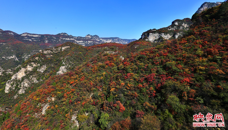 紅色，黃色，綠色的樹葉相互映襯