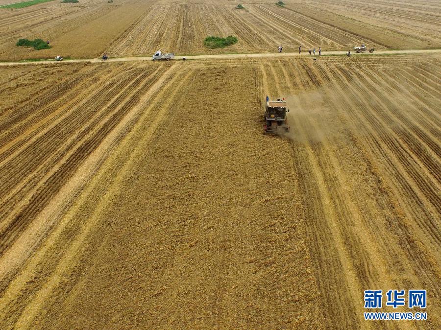 這是5月28日在河南省南陽市唐河縣甘河灣村航拍的麥收現(xiàn)場。