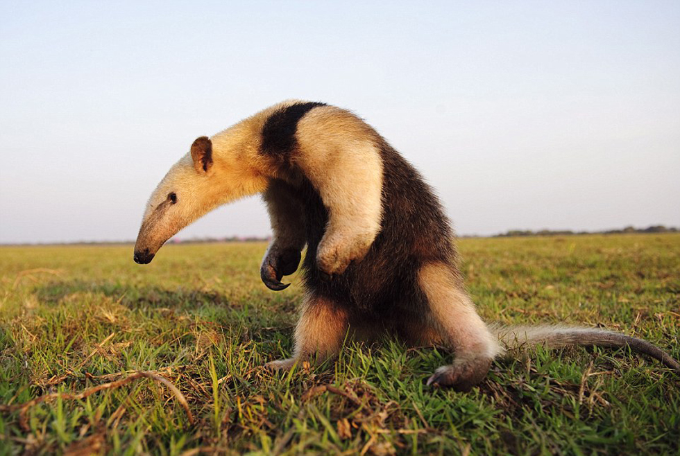 勇敢的食蟻獸。（網(wǎng)頁截圖）