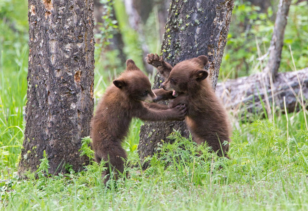 兩只萌噠噠的小熊在一顆大樹(shù)下玩躲貓貓，一會(huì)突然跳出來(lái)嚇唬對(duì)方，一會(huì)對(duì)著彼此做鬼臉，逗趣模樣讓人忍不住捧腹大笑。