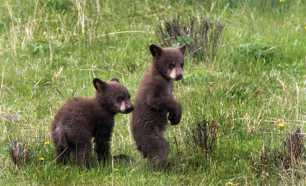兩只萌噠噠的小熊在一顆大樹(shù)下玩躲貓貓，一會(huì)突然跳出來(lái)嚇唬對(duì)方，一會(huì)對(duì)著彼此做鬼臉，逗趣模樣讓人忍不住捧腹大笑。