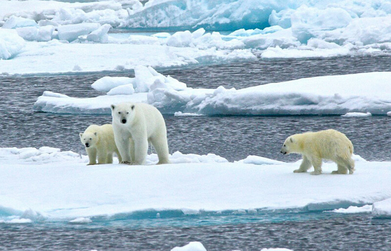北極熊寶寶突然向后滑倒，摔了個(gè)四腳朝天