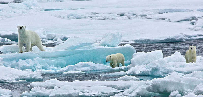 北極熊寶寶起來后看見有攝像機(jī)，便好奇地盯住娜塔西亞手中的機(jī)器。