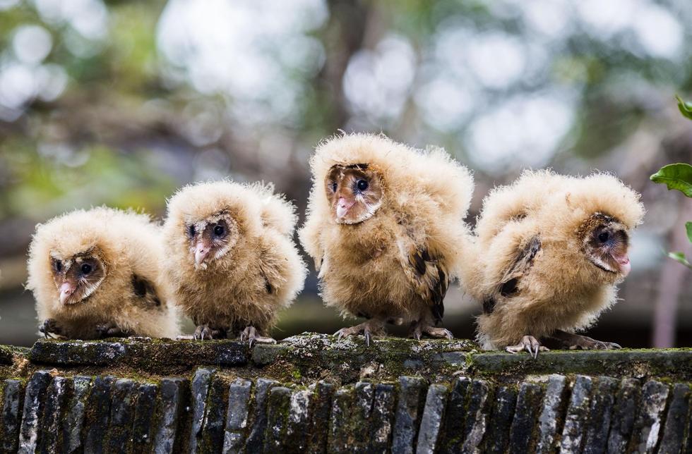 日前，九江市都昌縣蔡嶺鎮(zhèn)的曹女士上山采茶籽時，撿到5只可愛的雛鳥。經(jīng)野保工作人員鑒定，這5只雛鳥為國家二級野生保護動物猴面鷹，目前已被送往鳥類保護組織進行救護。