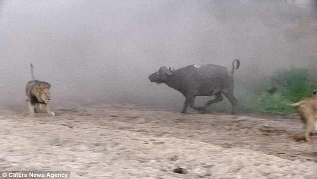 然后在獅群還在打架時(shí)悄悄地溜走了，留下一個(gè)瀟灑的背影。