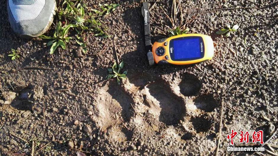 黑龍江老爺嶺保護區(qū)多次拍到野生東北虎、豹影像