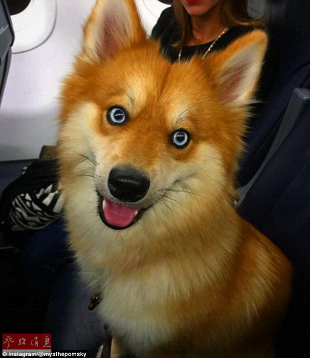 狐貍還是狗？藍(lán)眼睛萌寵走紅網(wǎng)絡(luò)