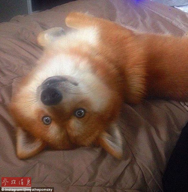 狐貍還是狗？藍(lán)眼睛萌寵走紅網(wǎng)絡(luò)