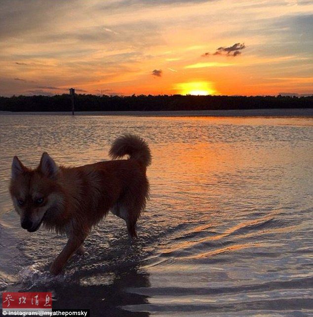 狐貍還是狗？藍(lán)眼睛萌寵走紅網(wǎng)絡(luò)