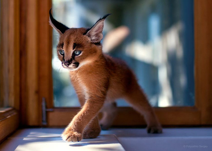 它們都是表情帝！一組不可思議的動(dòng)物肖像