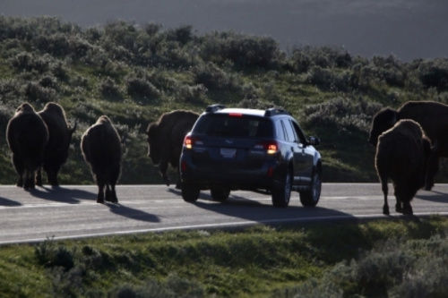警方已經(jīng)派出大量工作人員、警犬和飛行器在當(dāng)?shù)卣归_搜尋