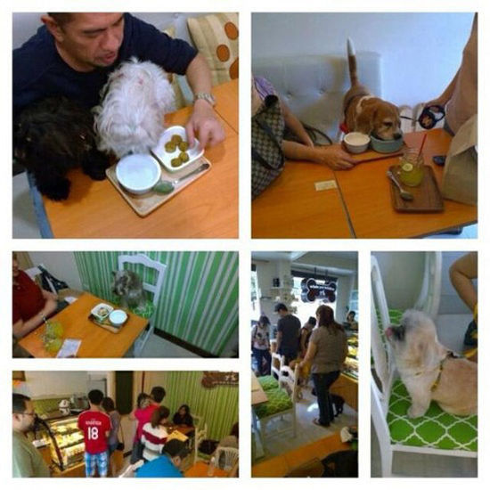 菲律賓另類咖啡館為寵物狗設菜單 鼓勵人狗同桌進餐(圖)