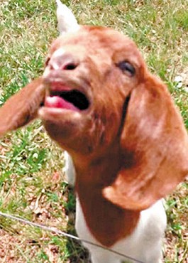 這只會說話的小山羊不斷發(fā)出類似“What”的聲音。