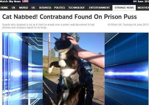 資料圖：2013年，俄羅斯獄警也曾抓獲身負(fù)手機(jī)和充電寶的貓，它本想混進(jìn)俄羅斯科密地區(qū)一座監(jiān)獄