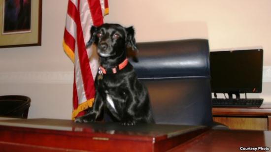 美國一婦女在國會山被寵物狗咬傷索賠20萬美元