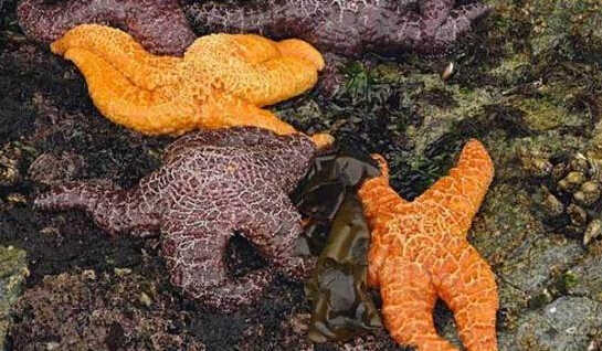 近2年來(lái)，估計(jì)有百萬(wàn)只海星自殺（臺(tái)灣中時(shí)電子報(bào)）