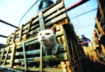 貨車上被販運(yùn)的貓。 記者陳亮 攝