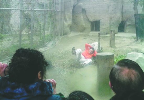 昨日，成都動(dòng)物園，男子進(jìn)入白虎活動(dòng)區(qū)后被白虎拖行。動(dòng)物園出動(dòng)50多人成功營(yíng)救下他