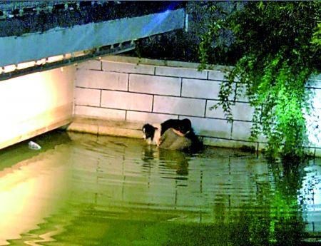 男子水中托舉墜河愛犬兩小時(shí) 消防員:狗會(huì)游泳