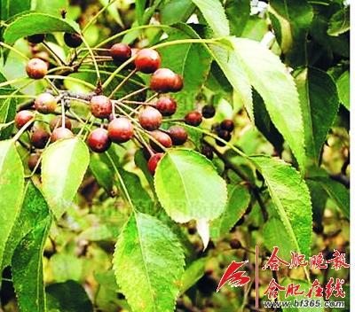 261歲古樹棠梨“搬家” 業(yè)內人士表示擔憂(圖)