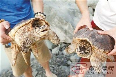 楊先生買來的鱷龜有很強(qiáng)的攻擊性。見習(xí)記者 雷鍵 攝