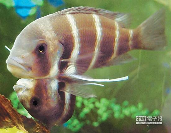 這對連體魚上面的哥哥體型較大，約是下面弟弟的2倍