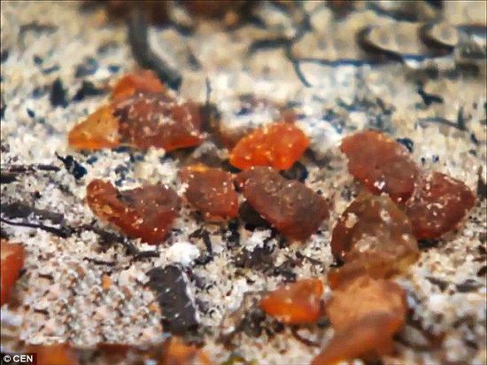 波羅的海的一場(chǎng)暴風(fēng)雨將琥珀卷到了岸上，這里包攬了全球90%的琥珀產(chǎn)量。