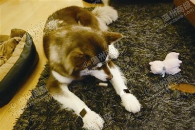 說到蘋果表，昨天的網(wǎng)友大為感嘆：人比人，氣死人了。不！是人比狗，氣死人。