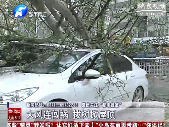 文化路大樹(shù)被刮倒 四輛轎車(chē)被砸